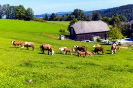 Bauernhof - Natur mit den unterschiedlichsten Seiten